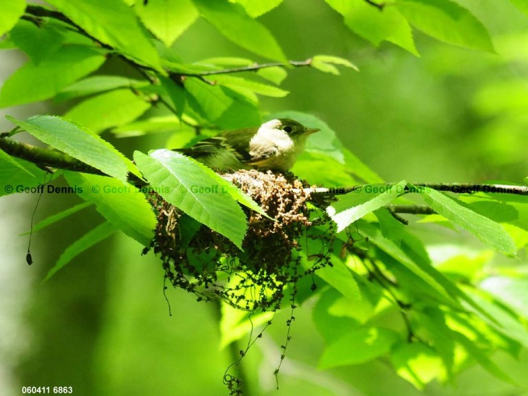ACFL-CA_Acadian-Flycatcher