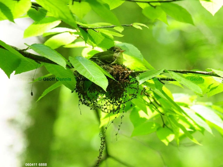 ACFL-CB_Acadian-Flycatcher