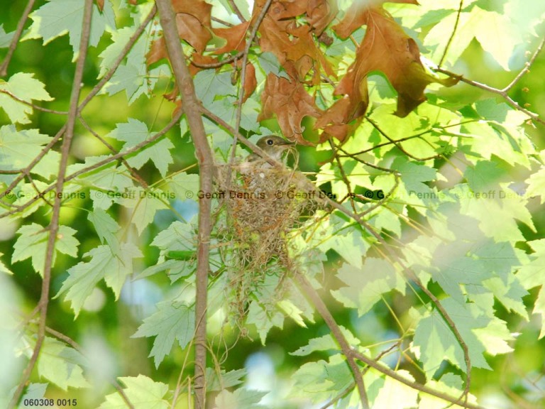 ACFL-CC_Acadian-Flycatcher