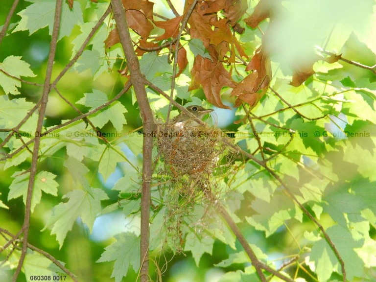ACFL-CD_Acadian-Flycatcher