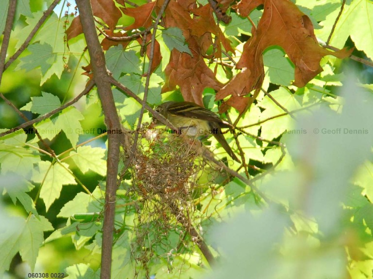 ACFL-CE_Acadian-Flycatcher