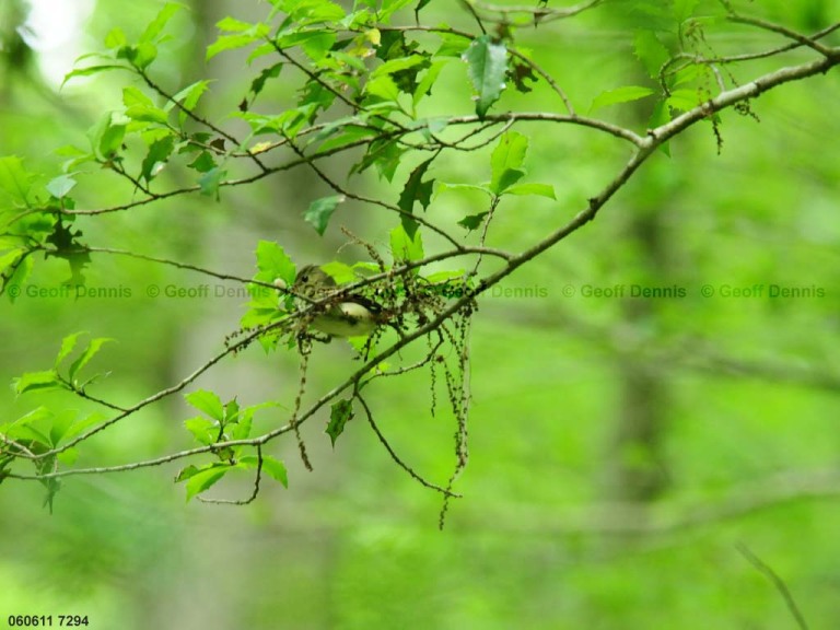 ACFL-CF_Acadian-Flycatcher
