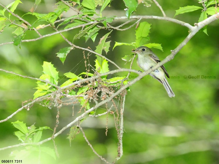 ACFL-CG_Acadian-Flycatcher