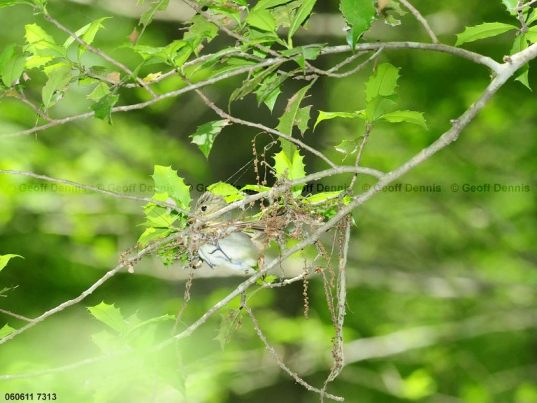 ACFL-CH_Acadian-Flycatcher