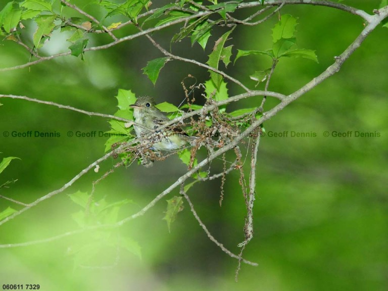 ACFL-CI_Acadian-Flycatcher
