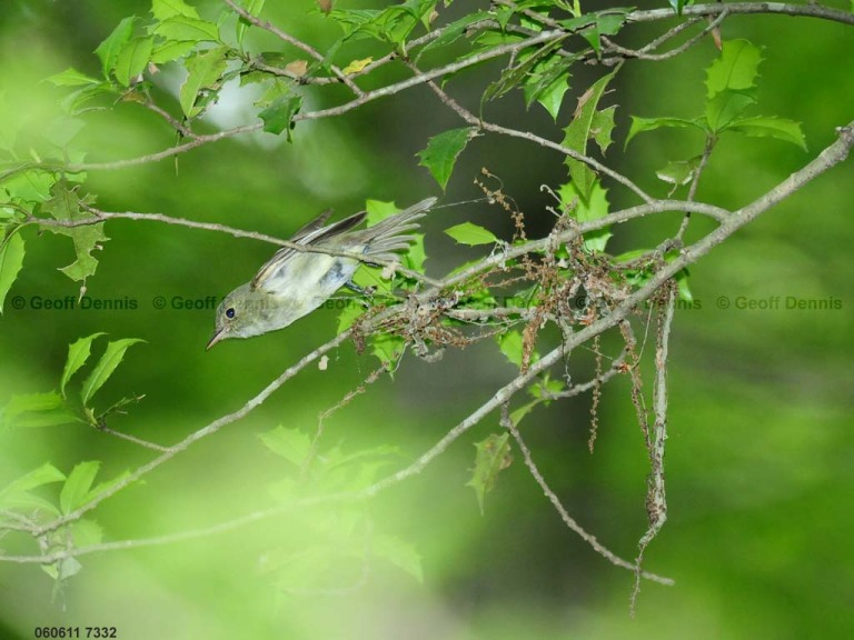 ACFL-CJ_Acadian-Flycatcher