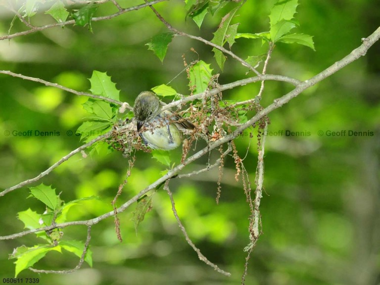 ACFL-CK_Acadian-Flycatcher