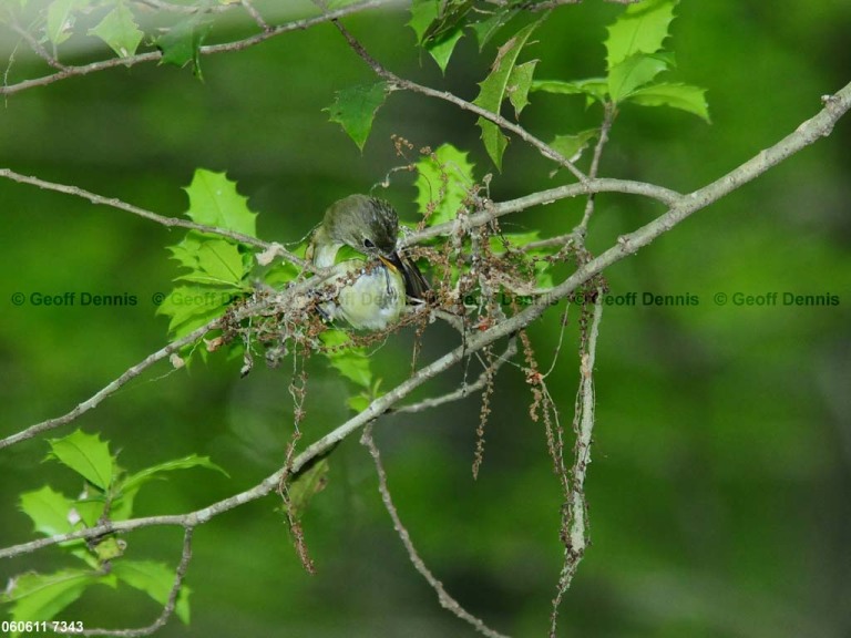ACFL-CL_Acadian-Flycatcher