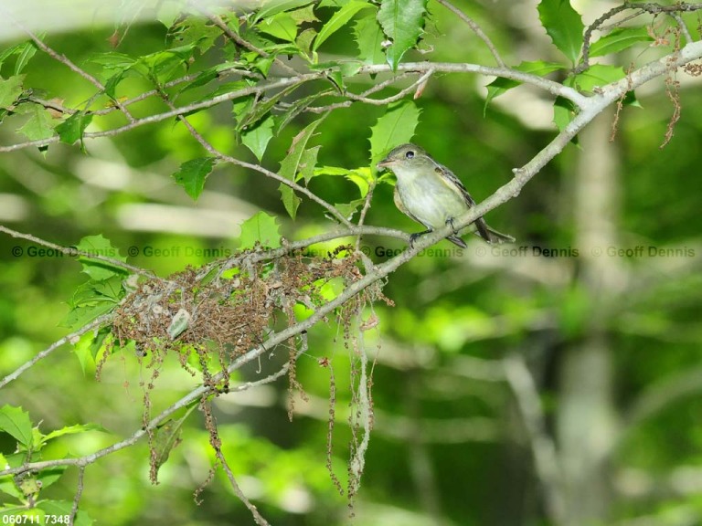 ACFL-CM_Acadian-Flycatcher