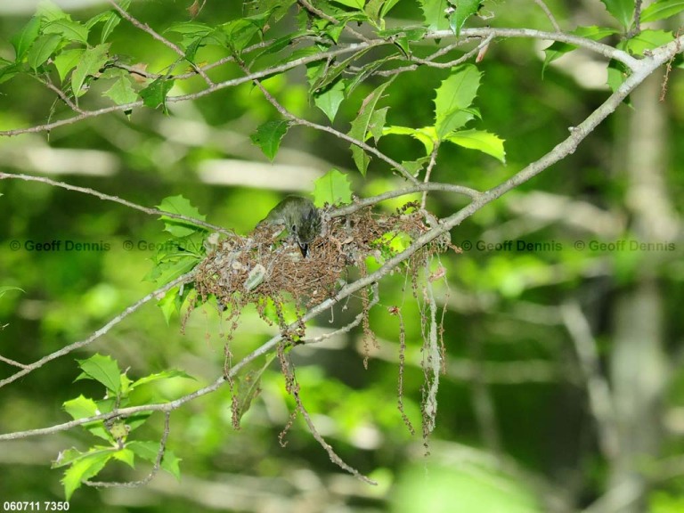 ACFL-CN_Acadian-Flycatcher