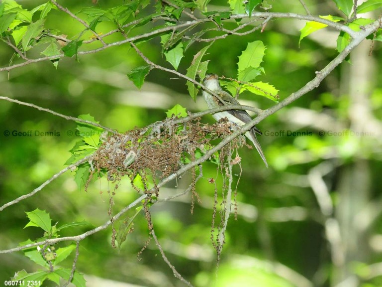 ACFL-CO_Acadian-Flycatcher