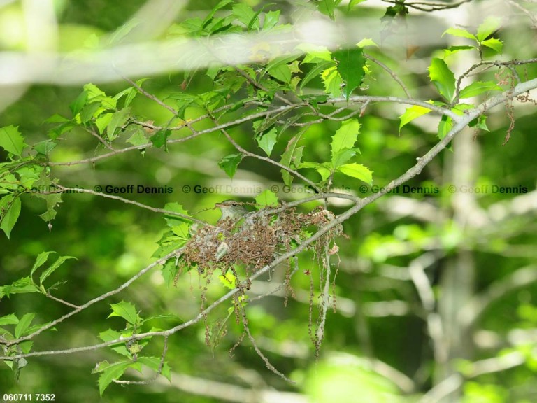 ACFL-CP_Acadian-Flycatcher