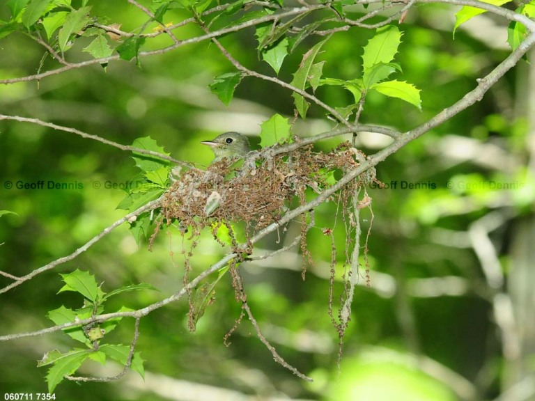 ACFL-CQ_Acadian-Flycatcher