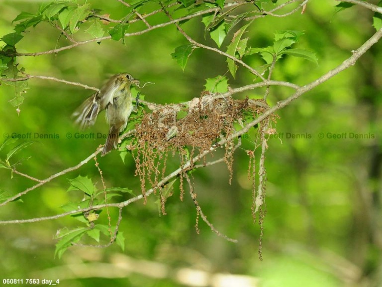 ACFL-CR_Acadian-Flycatcher