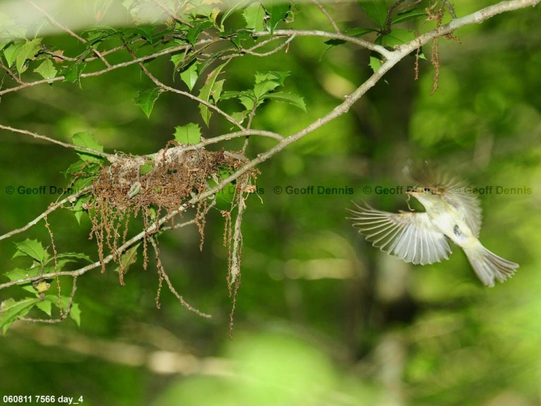 ACFL-CS_Acadian-Flycatcher