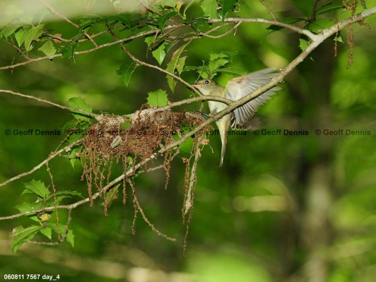 ACFL-CT_Acadian-Flycatcher