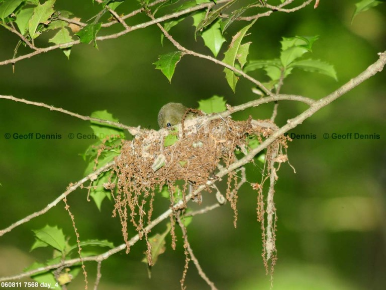 ACFL-CU_Acadian-Flycatcher