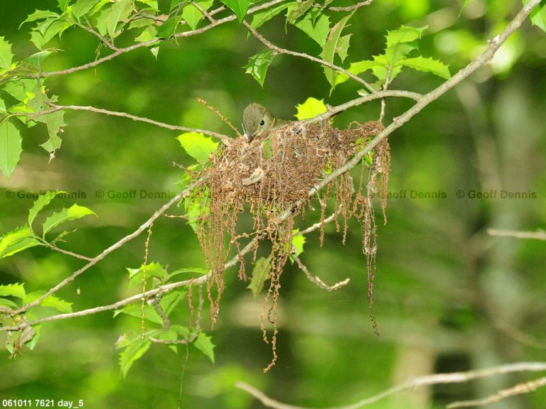 ACFL-CV_Acadian-Flycatcher