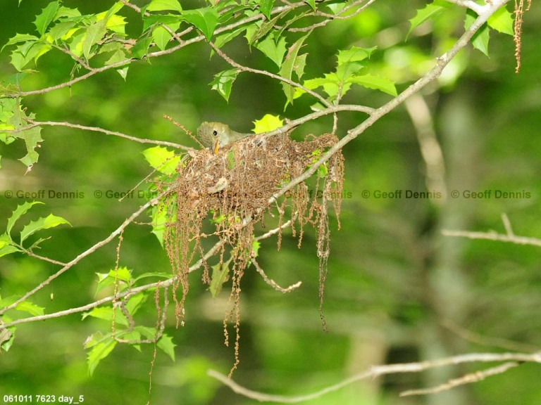 ACFL-CW_Acadian-Flycatcher