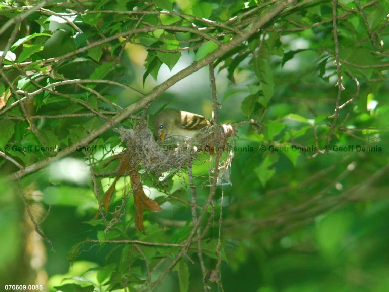 ACFL-CX_Acadian-Flycatcher