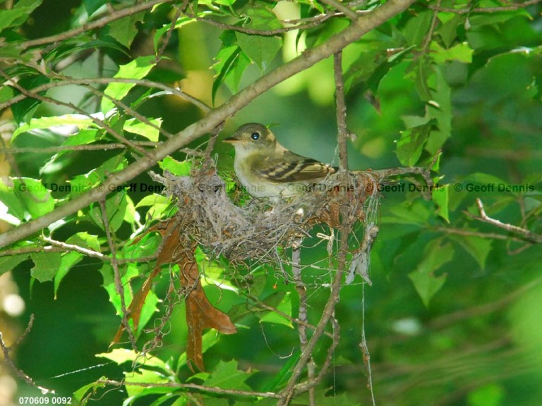 ACFL-CY_Acadian-Flycatcher