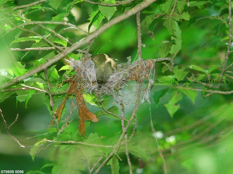 ACFL-CZ_Acadian-Flycatcher