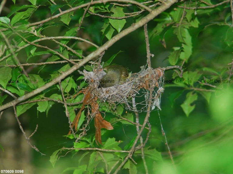 ACFL-DA_Acadian-Flycatcher