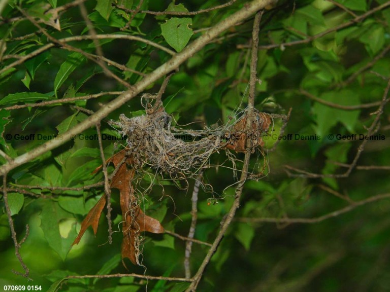 ACFL-DB_Acadian-Flycatcher