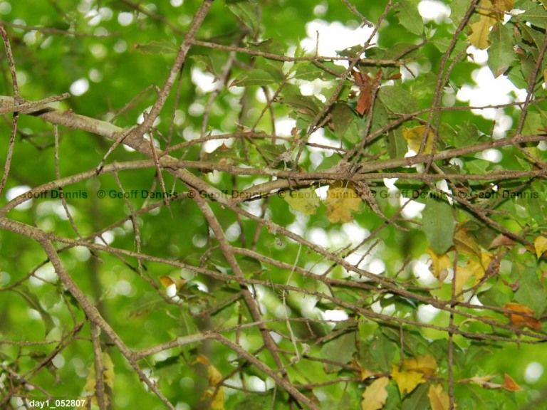 ACFL-DC_Acadian-Flycatcher