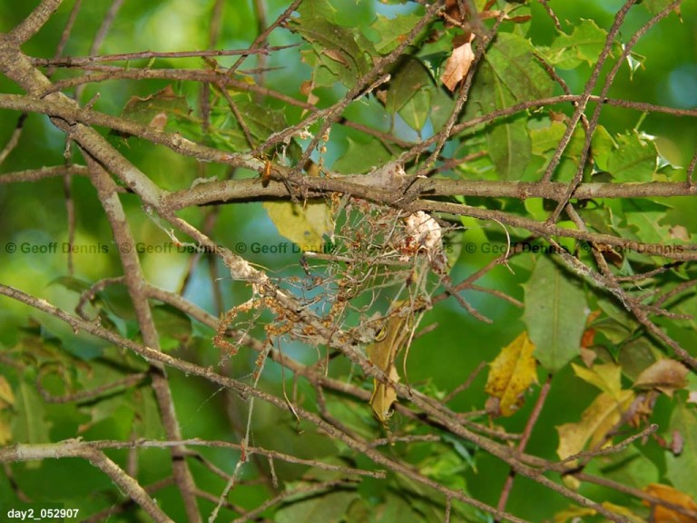 ACFL-DD_Acadian-Flycatcher