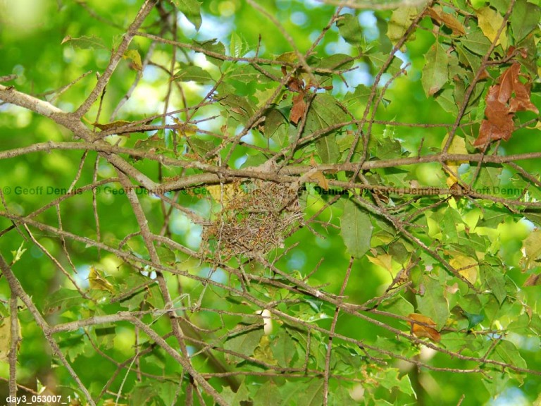 ACFL-DE_Acadian-Flycatcher