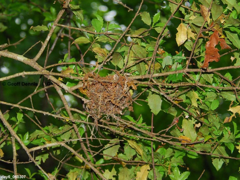 ACFL-DF_Acadian-Flycatcher