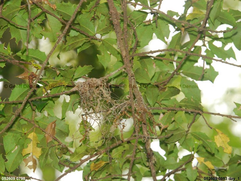 ACFL-DG_Acadian-Flycatcher