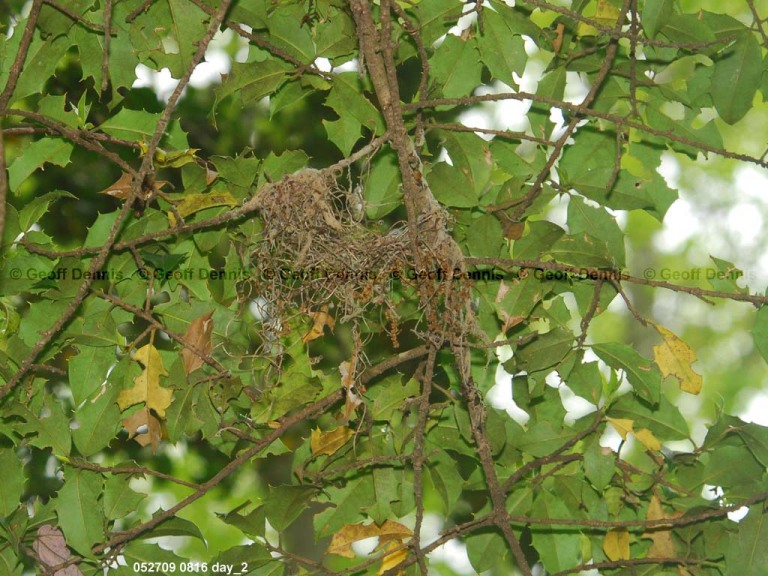 ACFL-DH_Acadian-Flycatcher