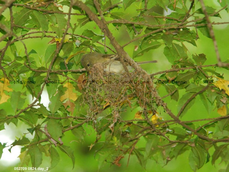 ACFL-DI_Acadian-Flycatcher