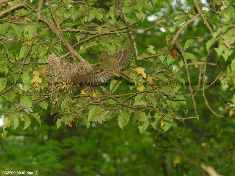 ACFL-DJ_Acadian-Flycatcher