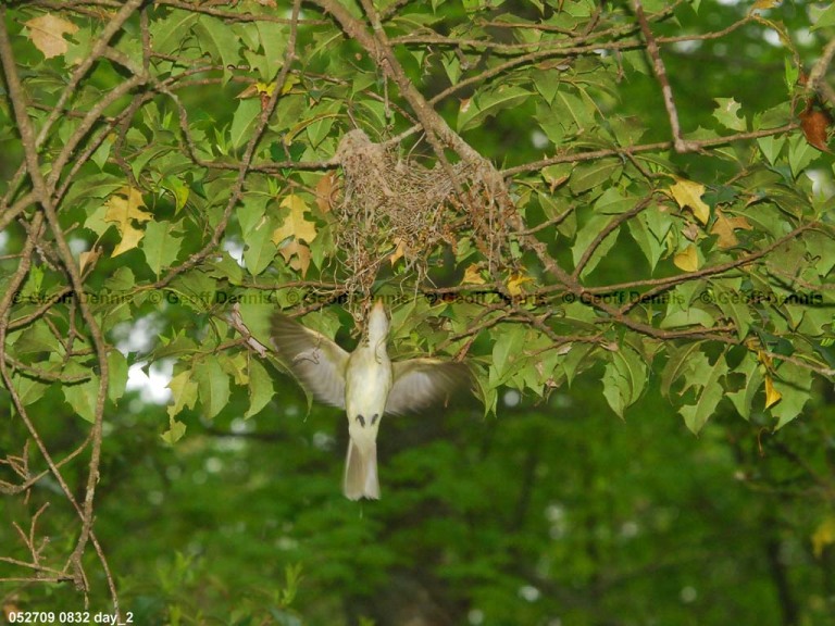 ACFL-DK_Acadian-Flycatcher