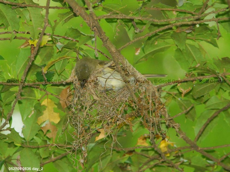 ACFL-DL_Acadian-Flycatcher