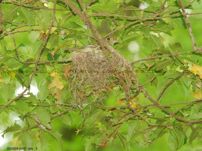 ACFL-DM_Acadian-Flycatcher