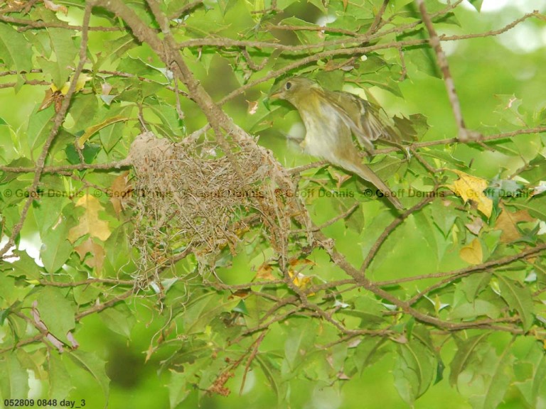 ACFL-DN_Acadian-Flycatcher