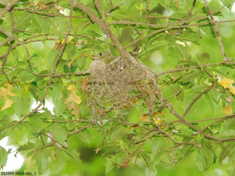ACFL-DO_Acadian-Flycatcher