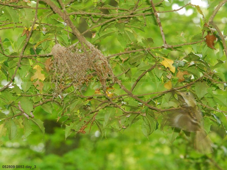 ACFL-DP_Acadian-Flycatcher