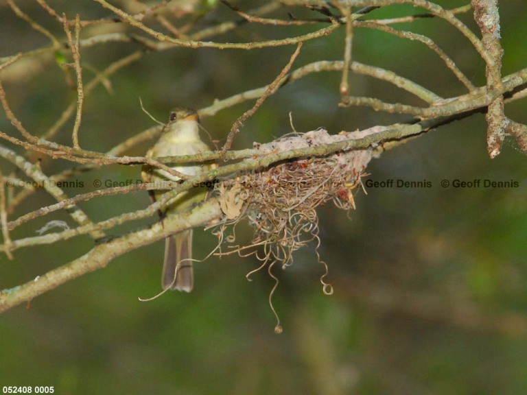 ACFL-DQ_Acadian-Flycatcher