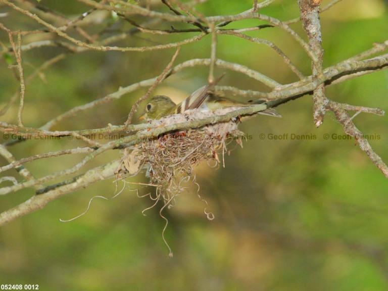ACFL-DR_Acadian-Flycatcher