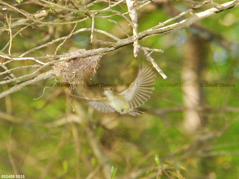 ACFL-DS_Acadian-Flycatcher