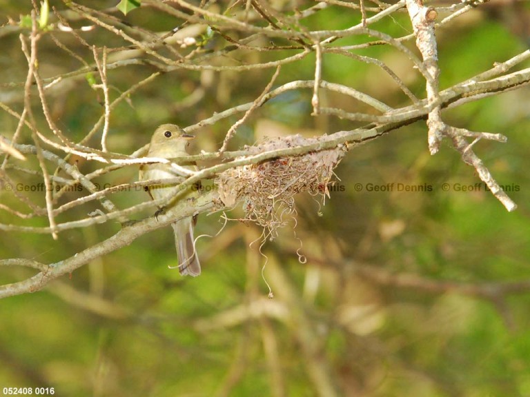ACFL-DT_Acadian-Flycatcher