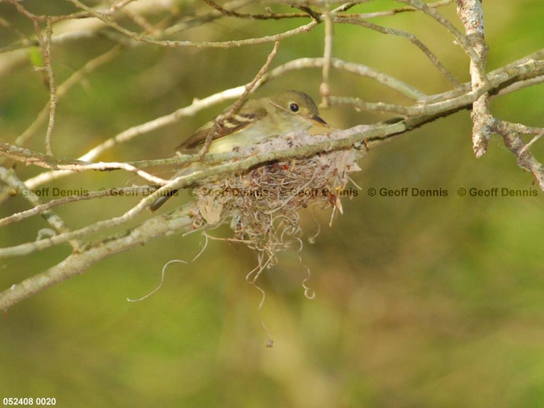 ACFL-DU_Acadian-Flycatcher