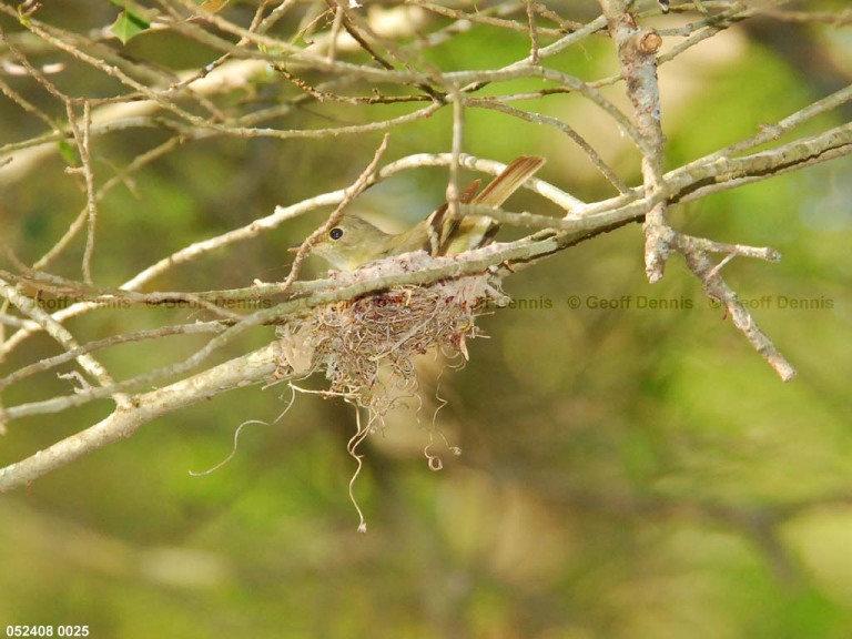 ACFL-DV_Acadian-Flycatcher