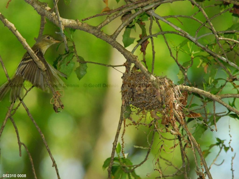 ACFL-DW_Acadian-Flycatcher