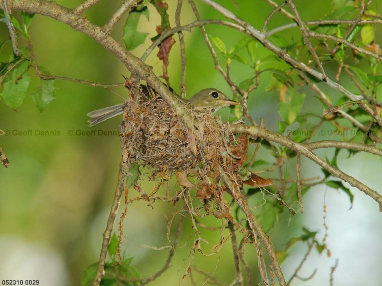 ACFL-DX_Acadian-Flycatcher